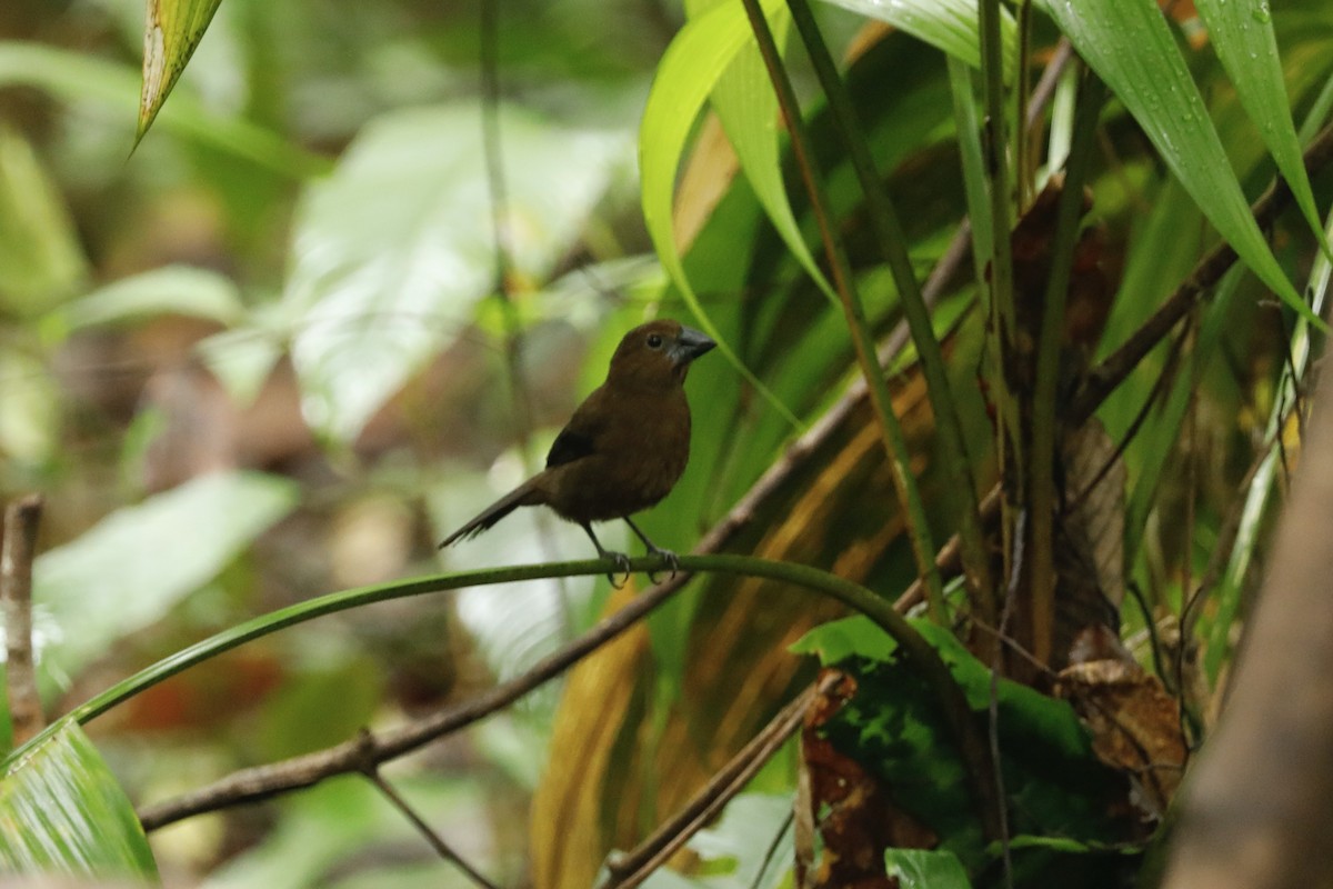 Blue-black Grosbeak - Paul Bonfils