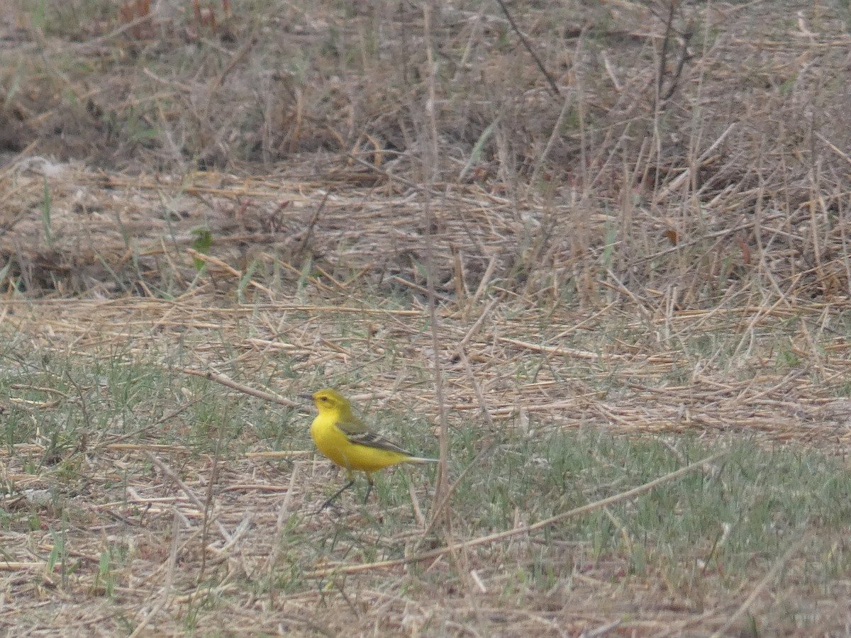 Western Yellow Wagtail (flavissima/lutea) - ML617062750