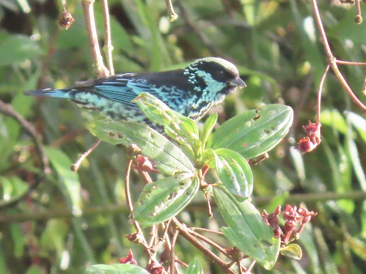 Beryl-spangled Tanager - Marjorie Watson