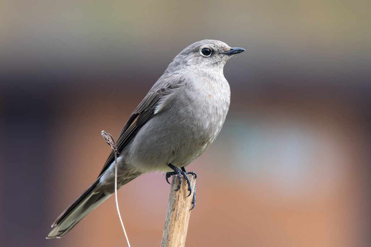 Townsend's Solitaire - ML617062946