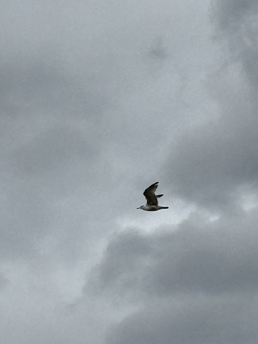 goéland ou mouette sp. - ML617062949