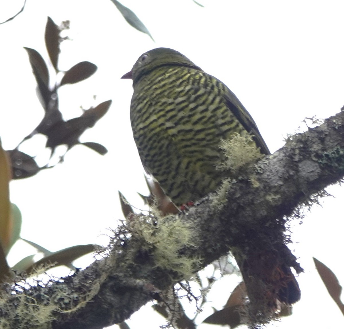 Barred Fruiteater - Peter Blancher