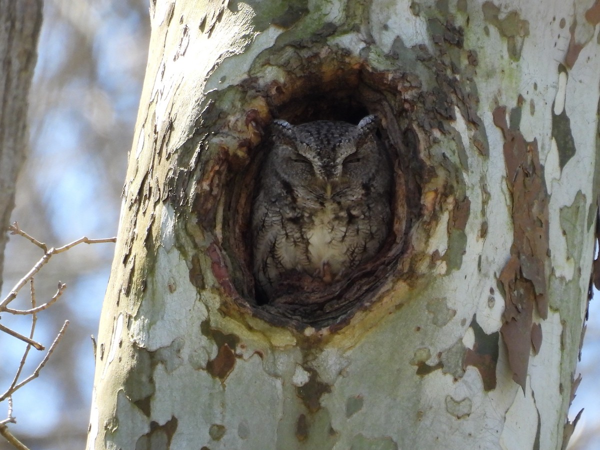 Eastern Screech-Owl - Fannie Courtier