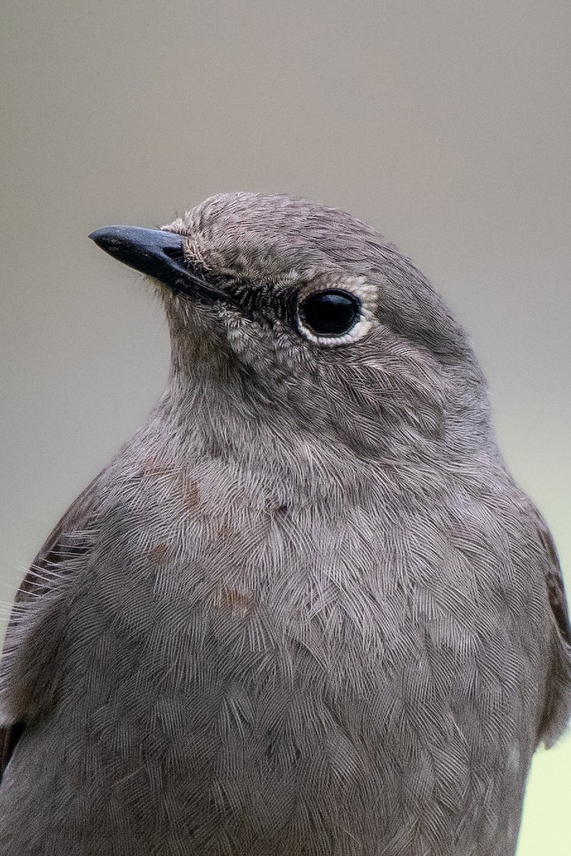 Townsend's Solitaire - ML617063137