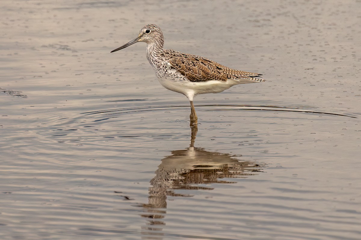 Common Greenshank - ML617063143