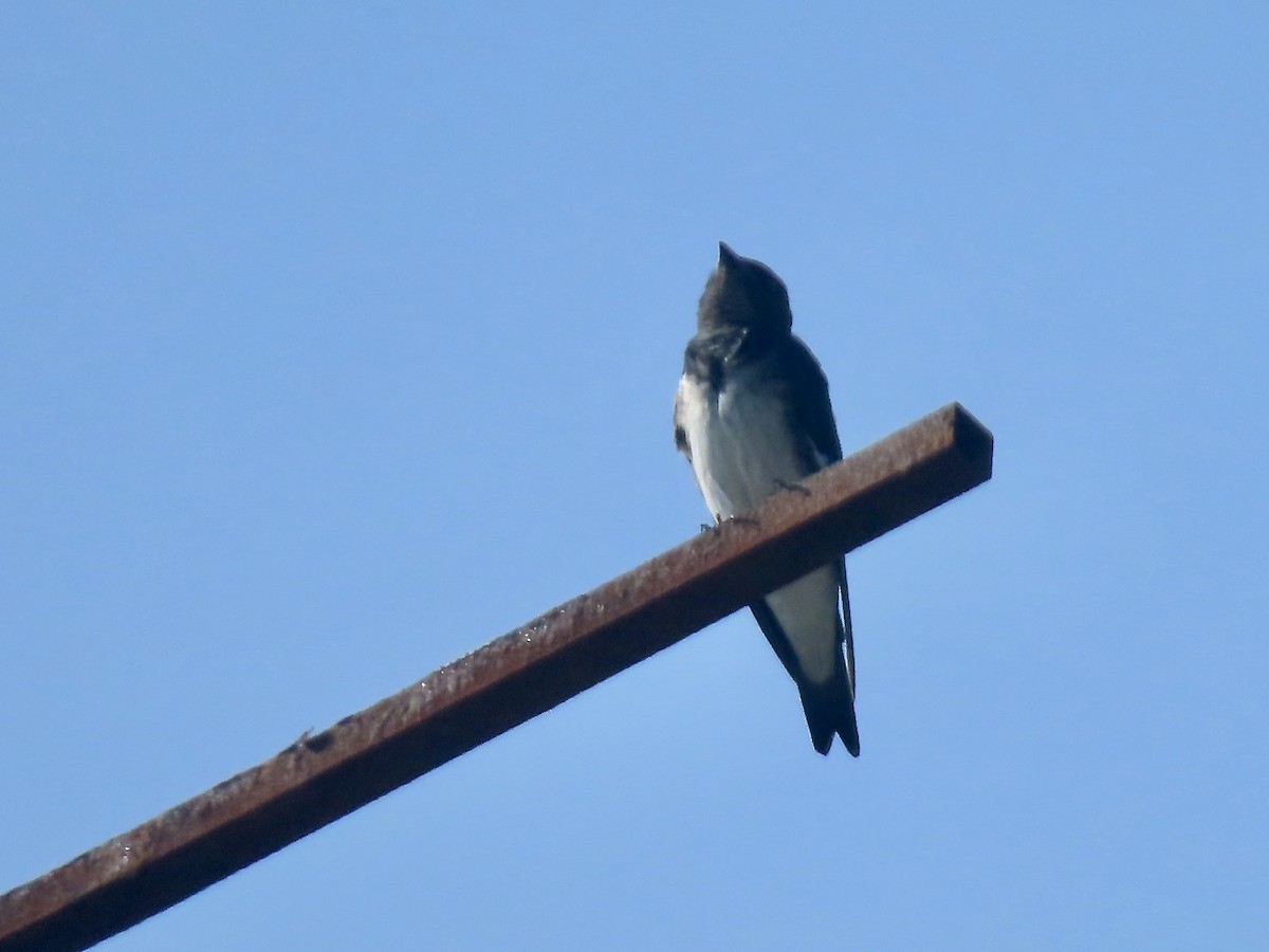 Gray-breasted Martin - ML617063157