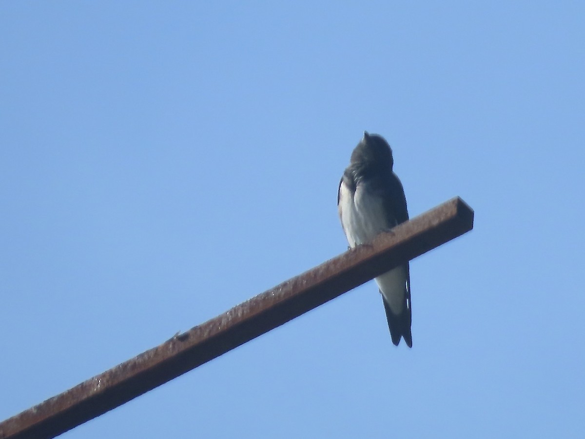 Gray-breasted Martin - ML617063159