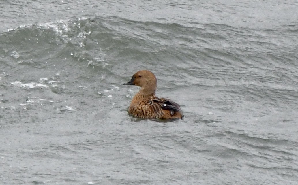 King Eider - ML617063164