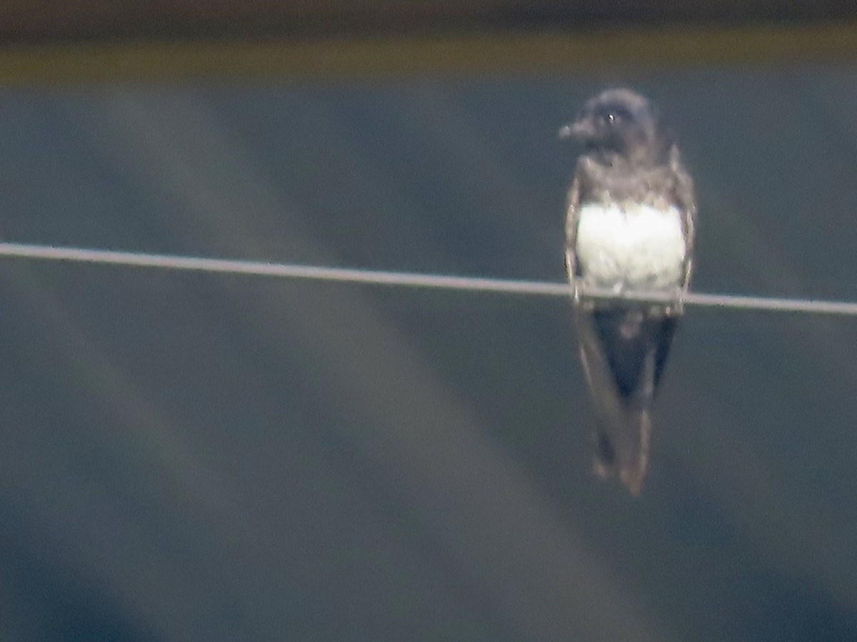 White-banded Swallow - Marjorie Watson