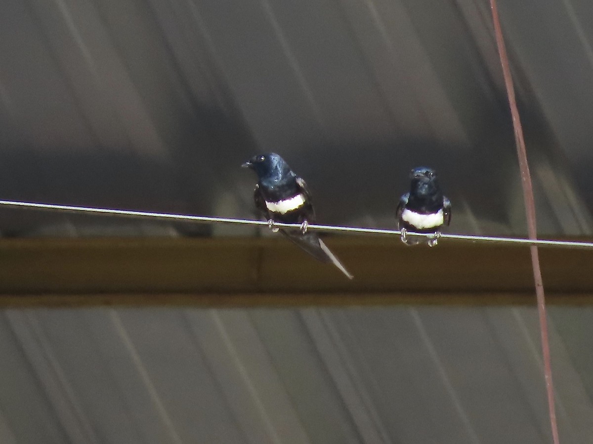 White-banded Swallow - Marjorie Watson