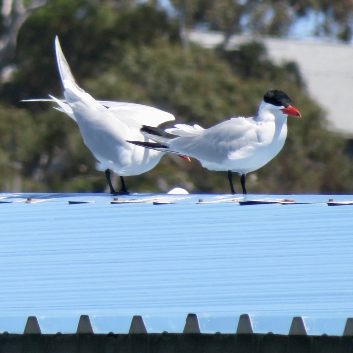 Caspian Tern - ML617063209