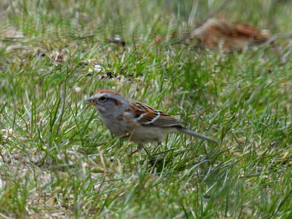 American Tree Sparrow - ML617063212