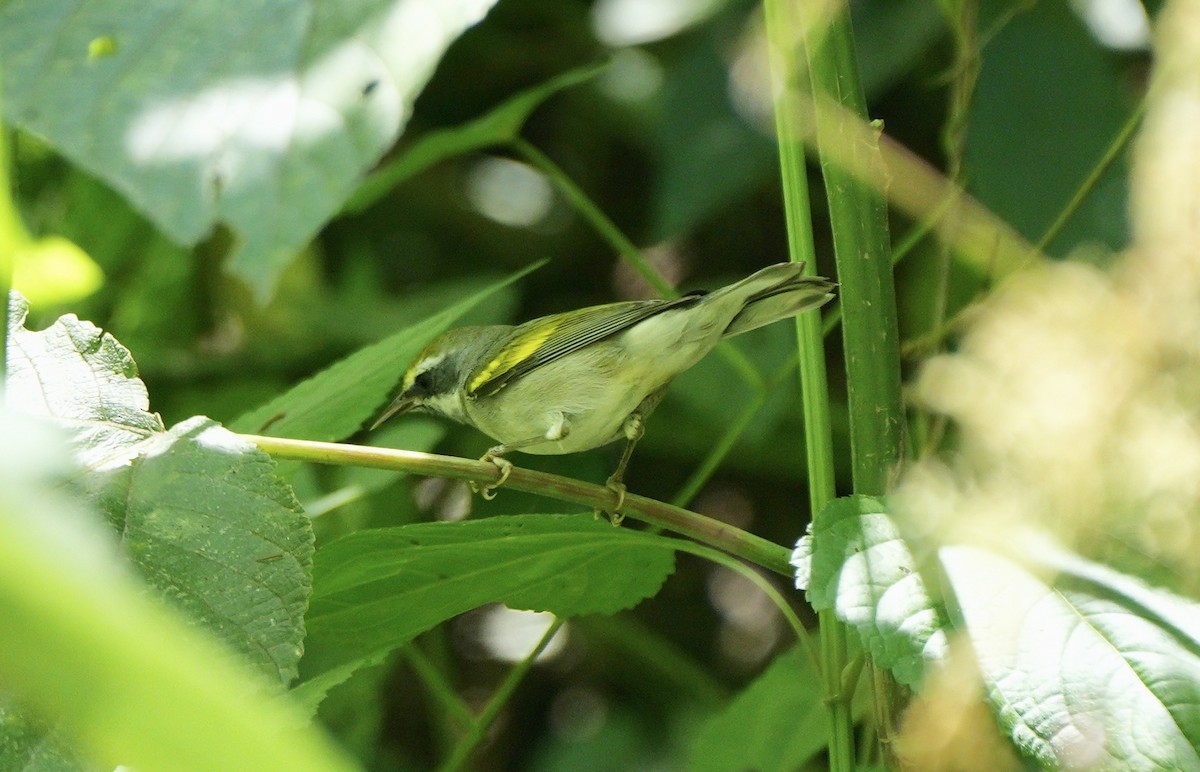 Golden-winged Warbler - Taylor Abbott