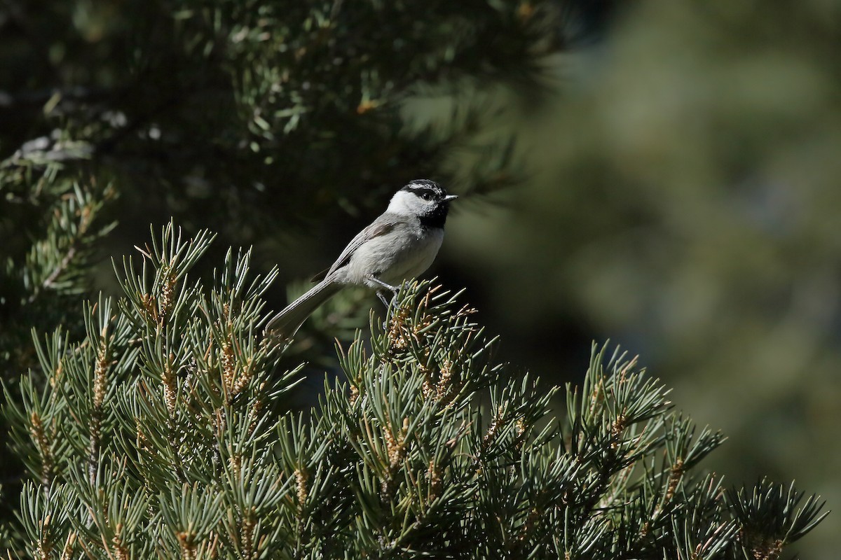 Mountain Chickadee - ML617063232