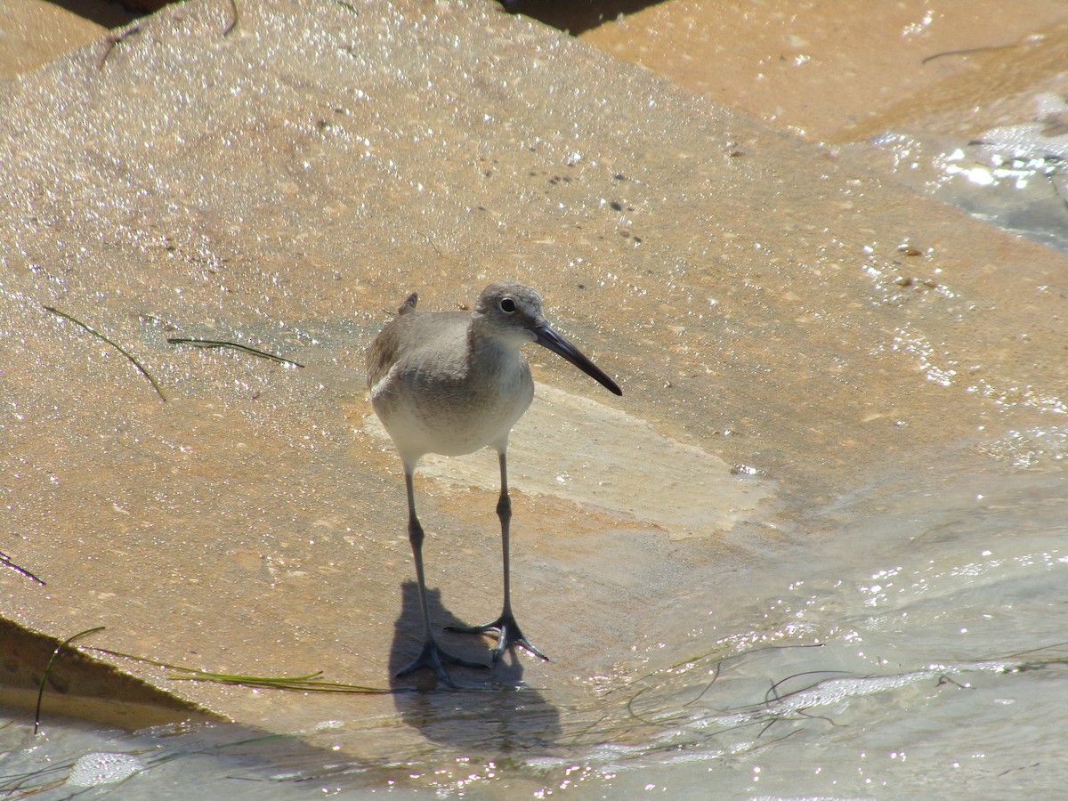 Willet - ML617063316