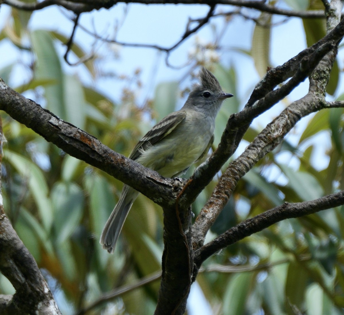 Yellow-bellied Elaenia - Taylor Abbott