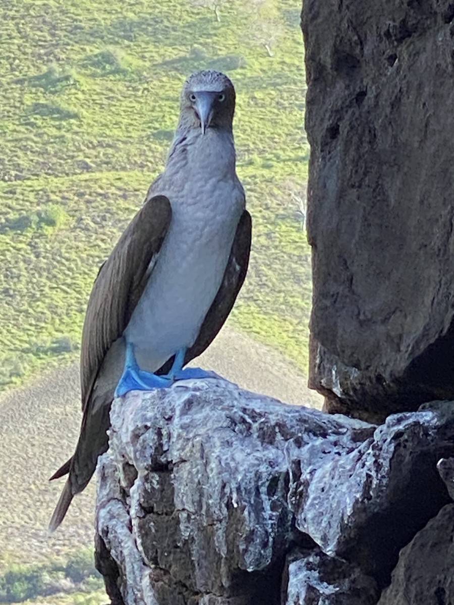 Blue-footed Booby - ML617063333