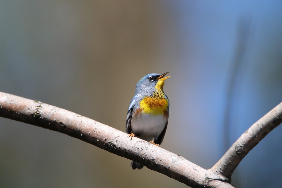 Northern Parula - Rebecca Tatterson