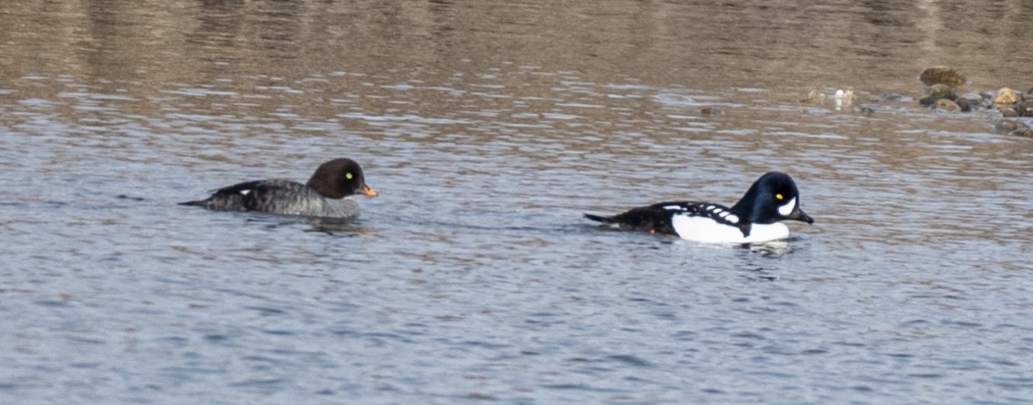 Barrow's Goldeneye - ML617063336