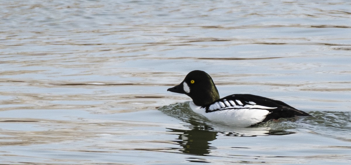 Common x Barrow's Goldeneye (hybrid) - David Campbell