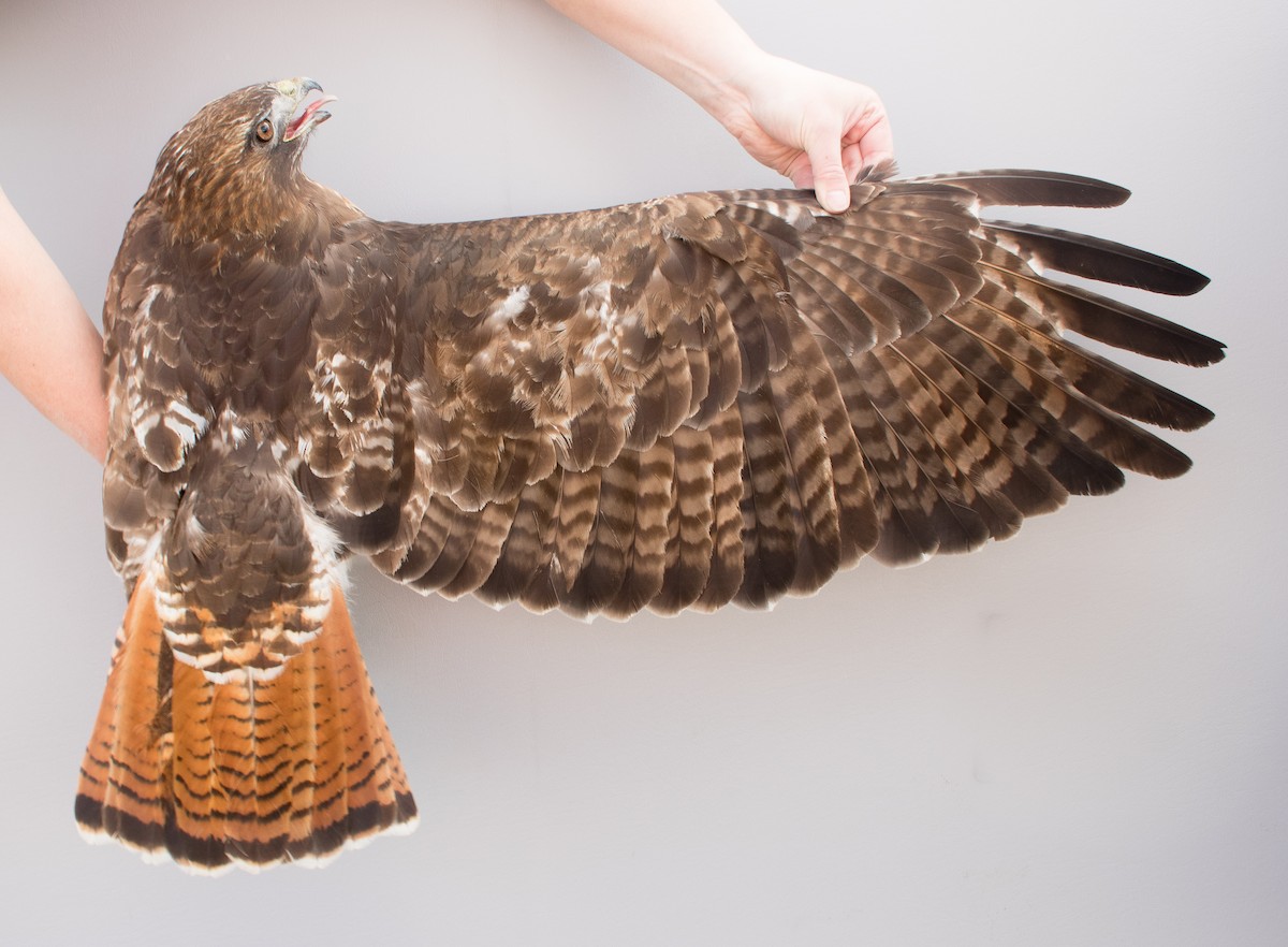 Red-tailed Hawk (calurus/abieticola) - Nicole Richardson