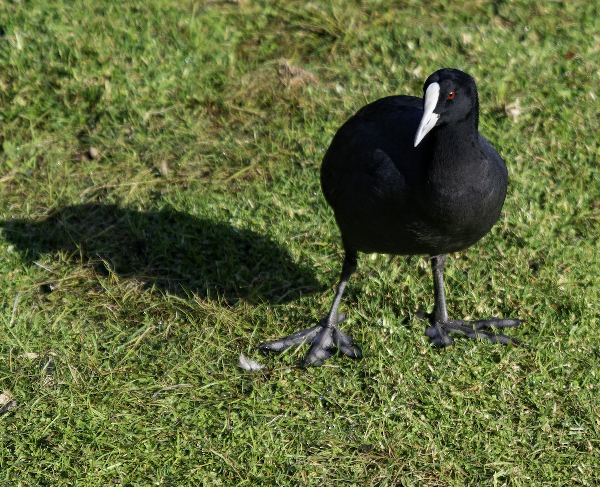 Eurasian Coot - ML617063440