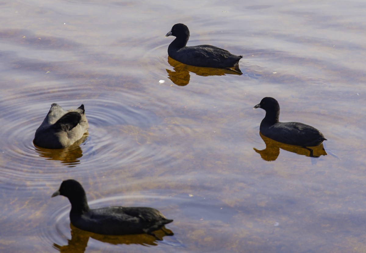 Eurasian Coot - ML617063441