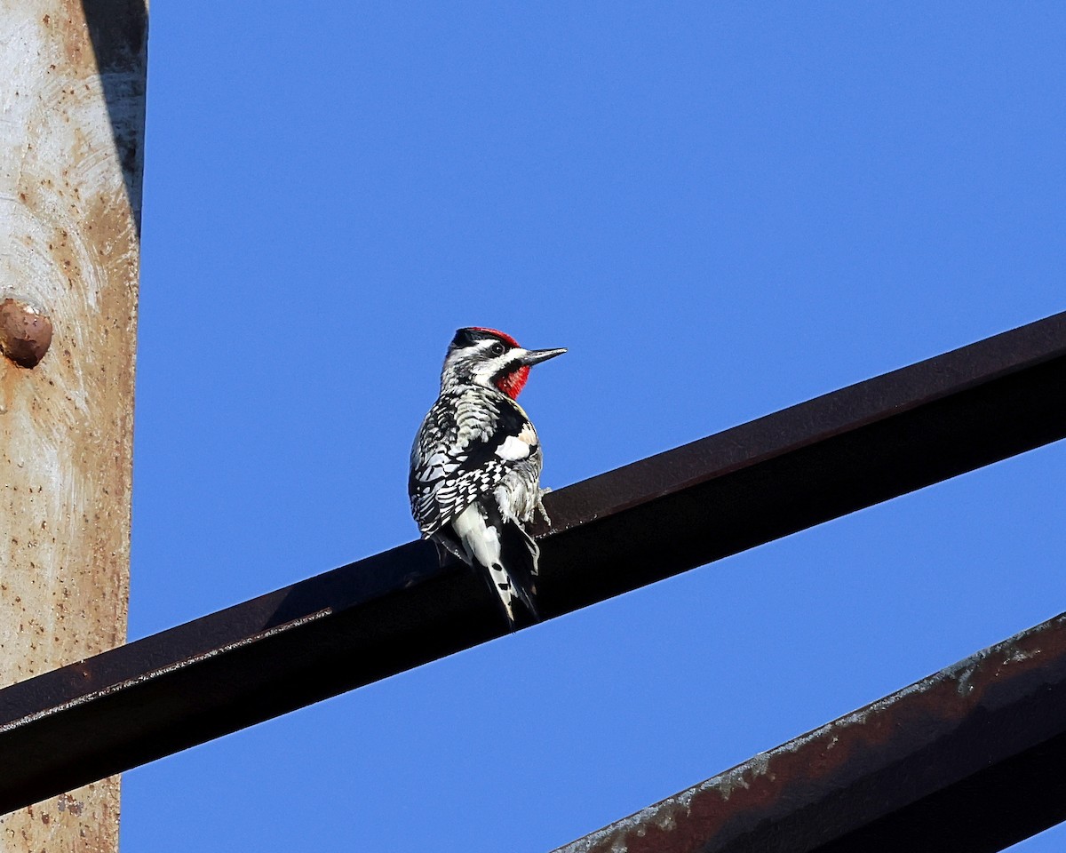 Yellow-bellied Sapsucker - ML617063448