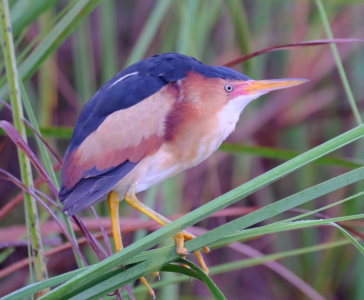 Least Bittern - ML617063458