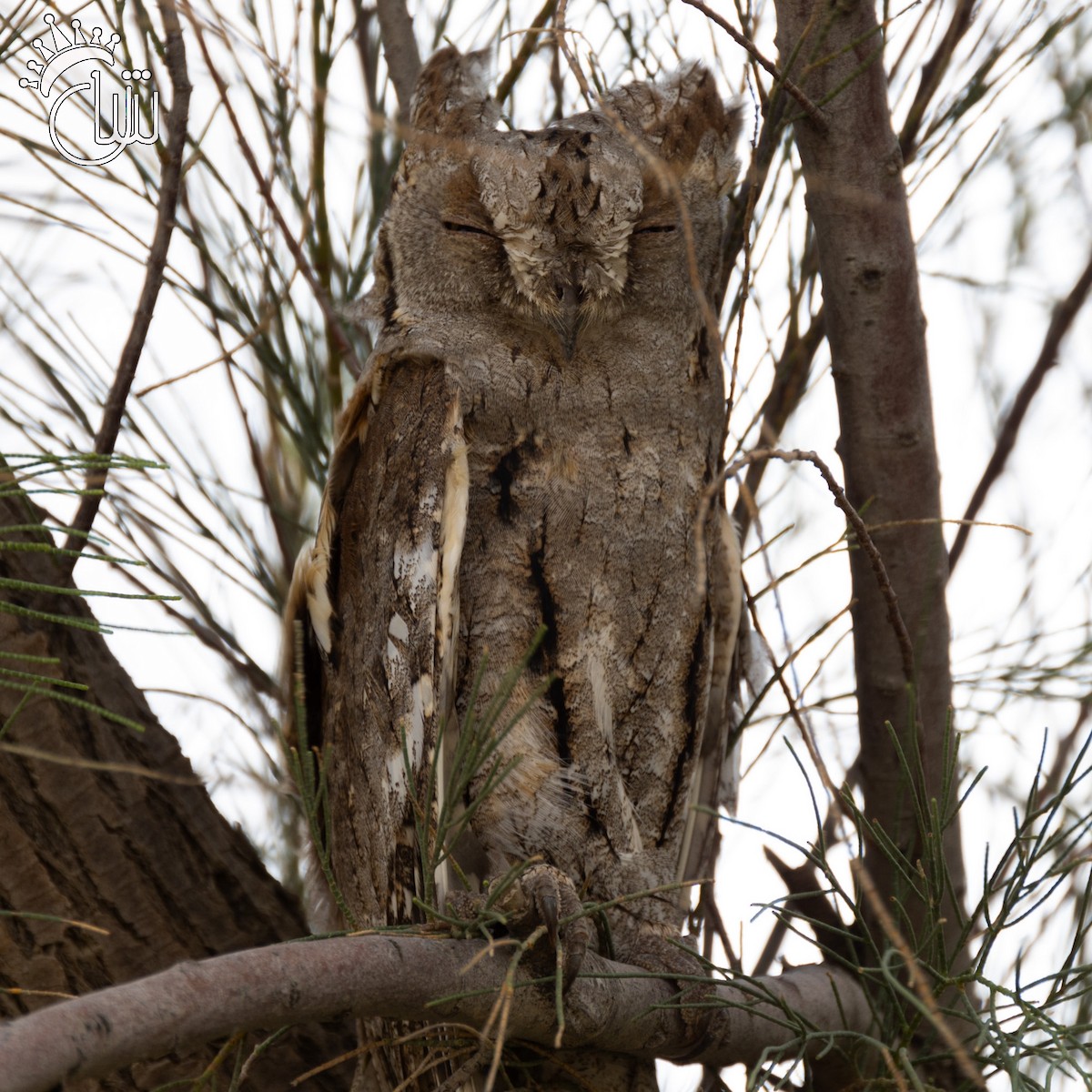 Pallid Scops-Owl - Mohamed Shah