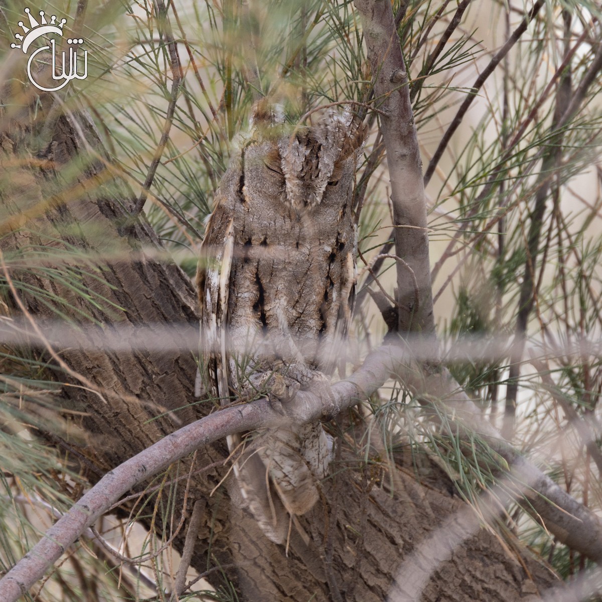 Pallid Scops-Owl - ML617063463