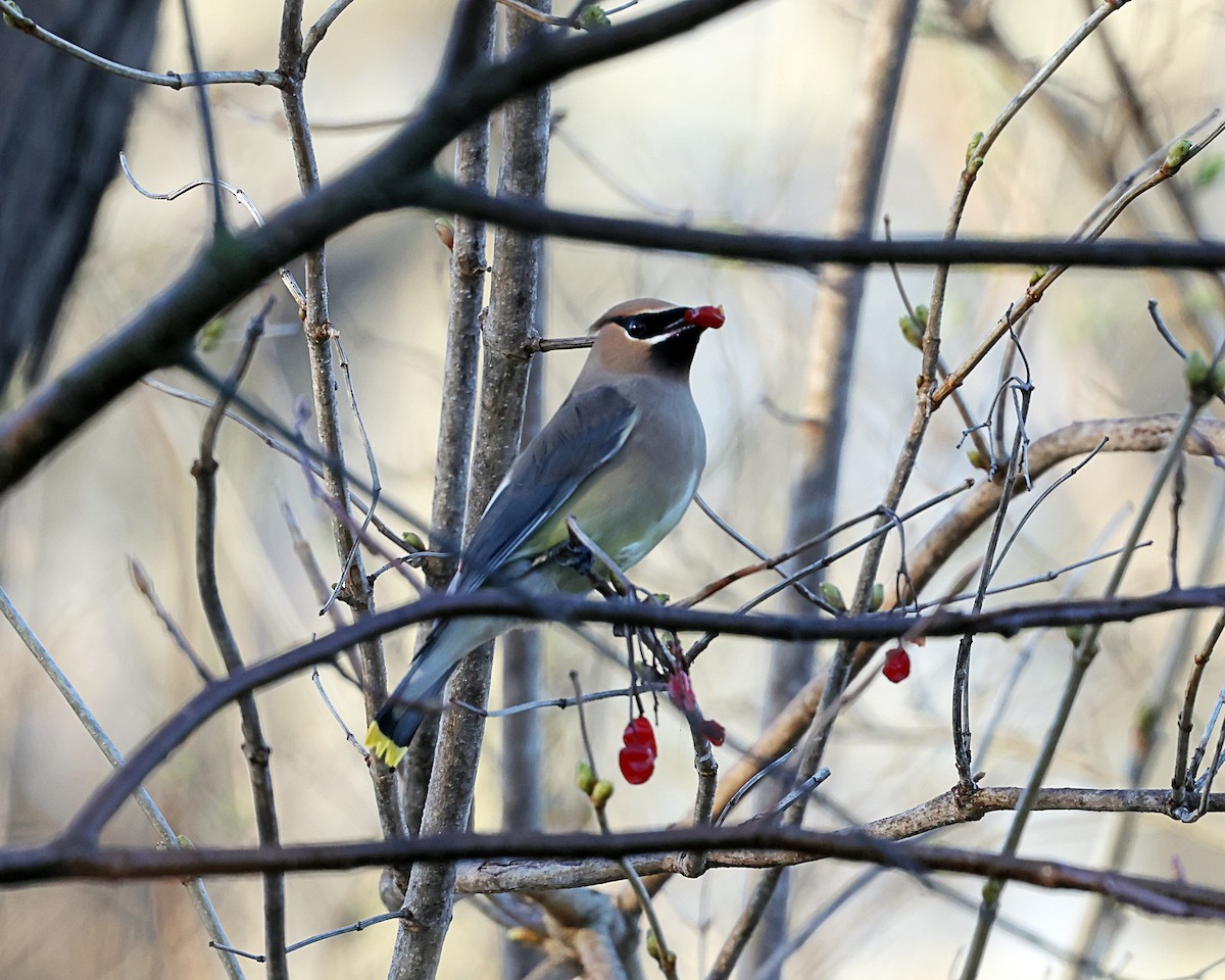 Cedar Waxwing - ML617063481