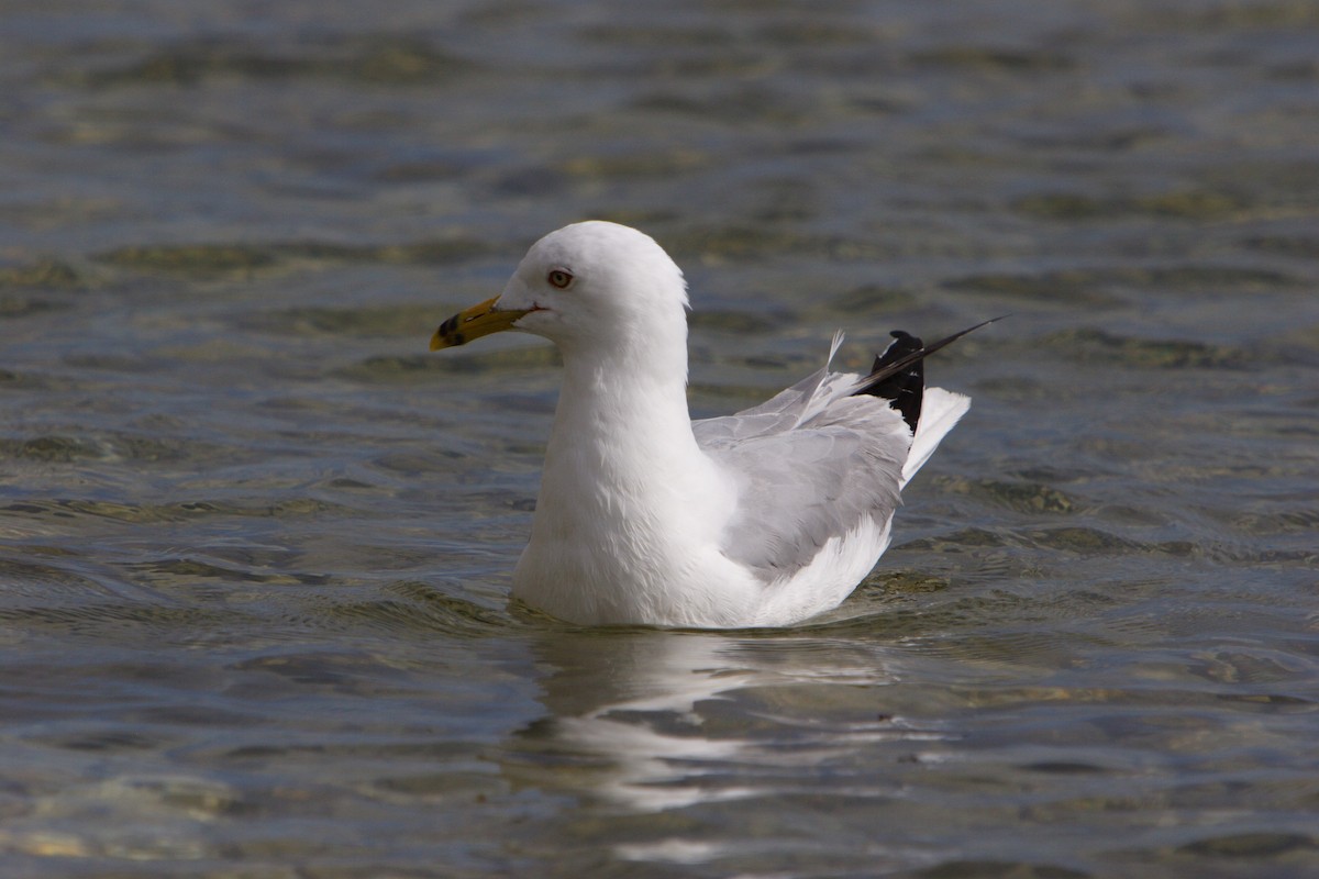 Ring-billed Gull - ML617063482