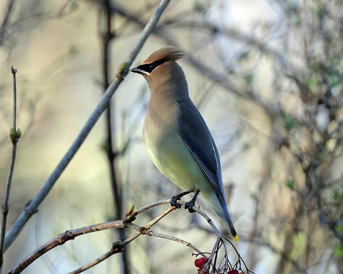 Cedar Waxwing - ML617063486