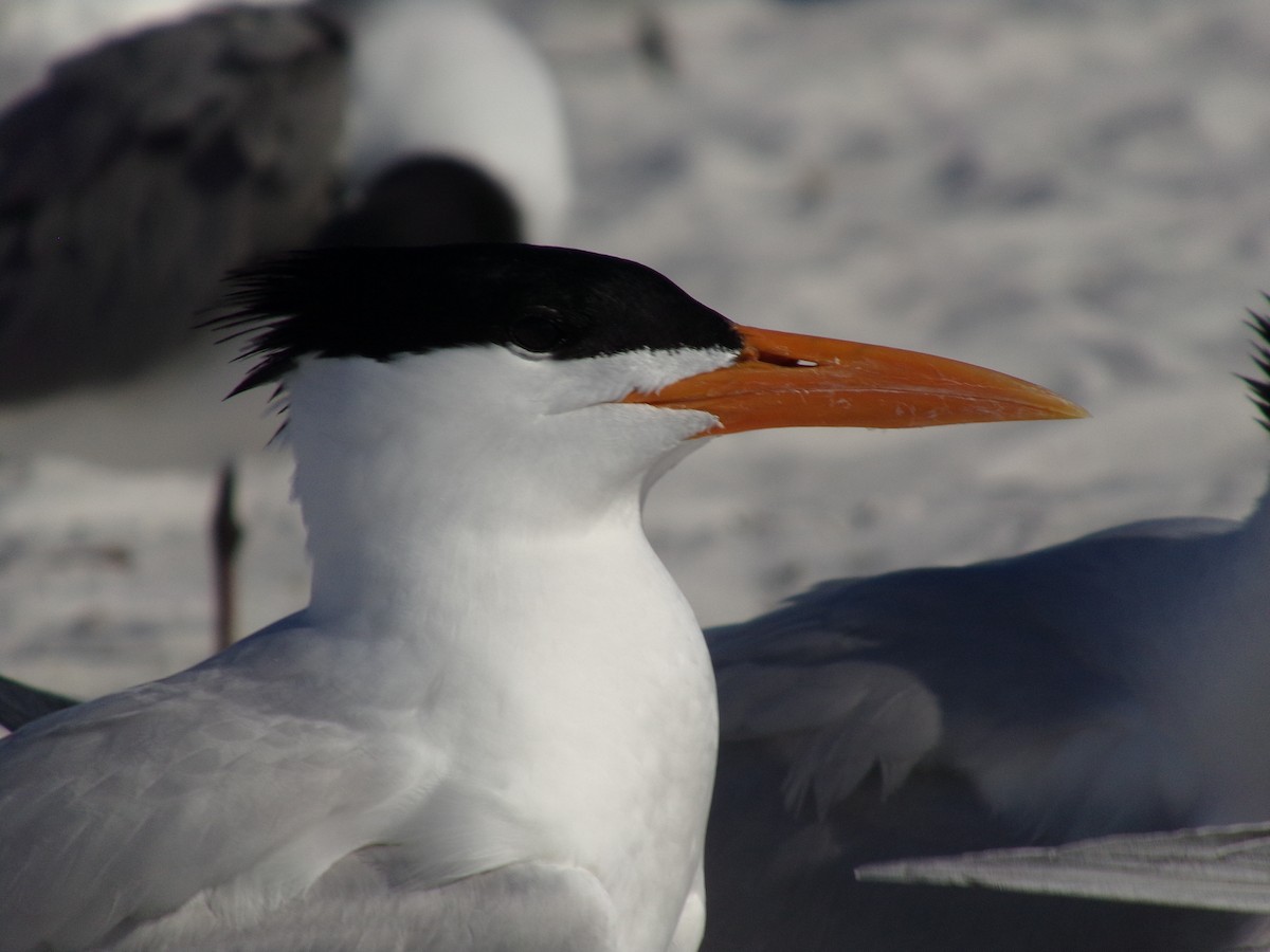 Caspian Tern - ML617063540