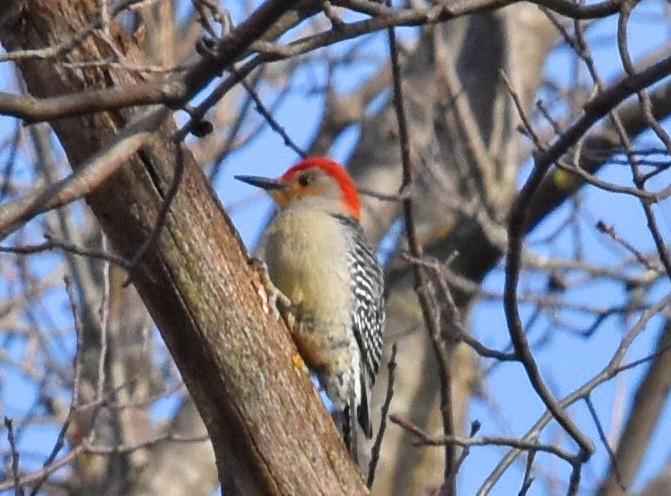 Red-bellied Woodpecker - ML617063579