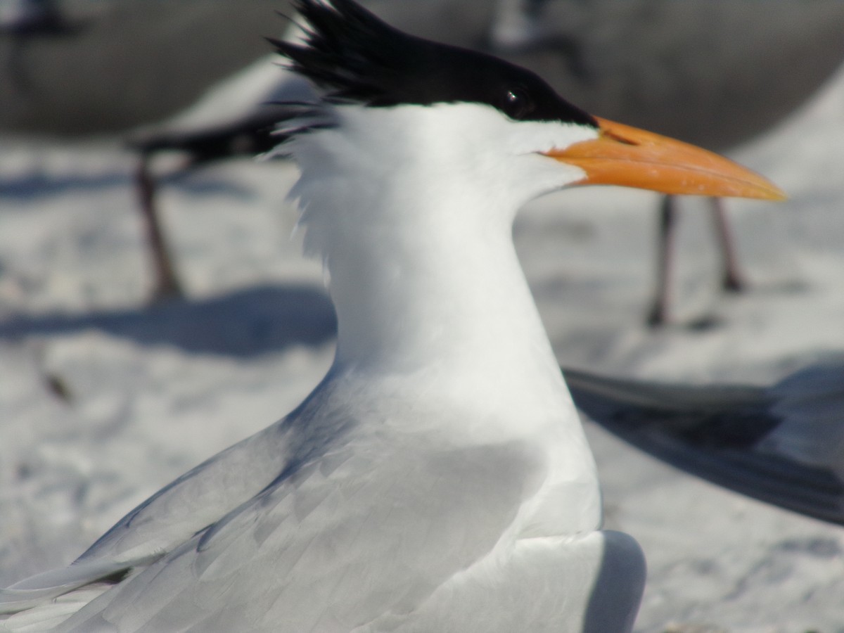 Caspian Tern - ML617063587