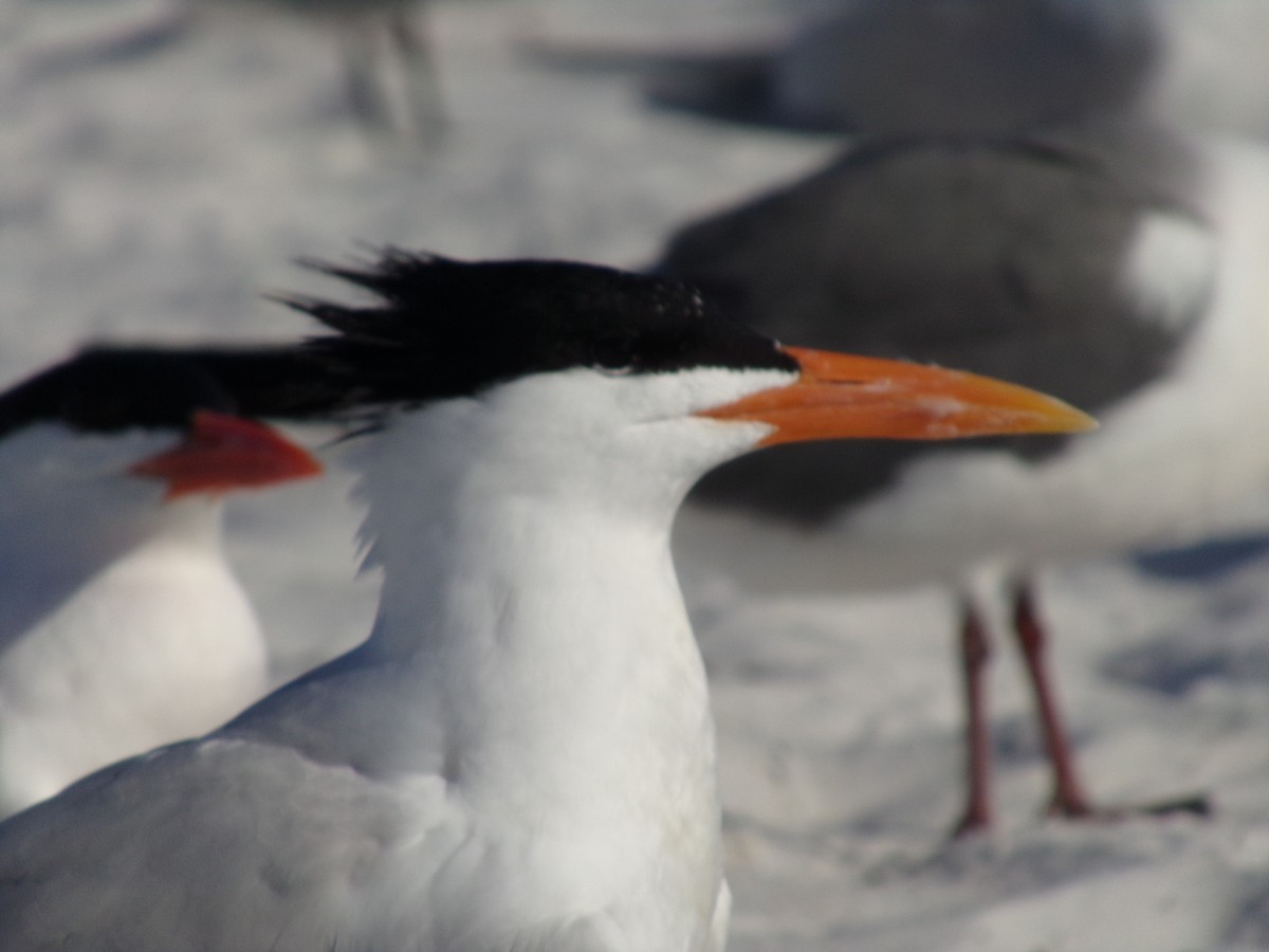 Caspian Tern - ML617063588