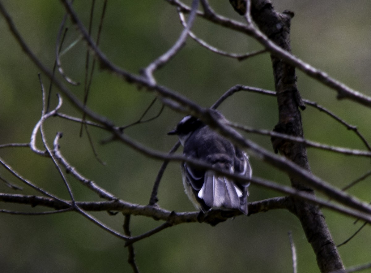 Gray Fantail - ML617063591