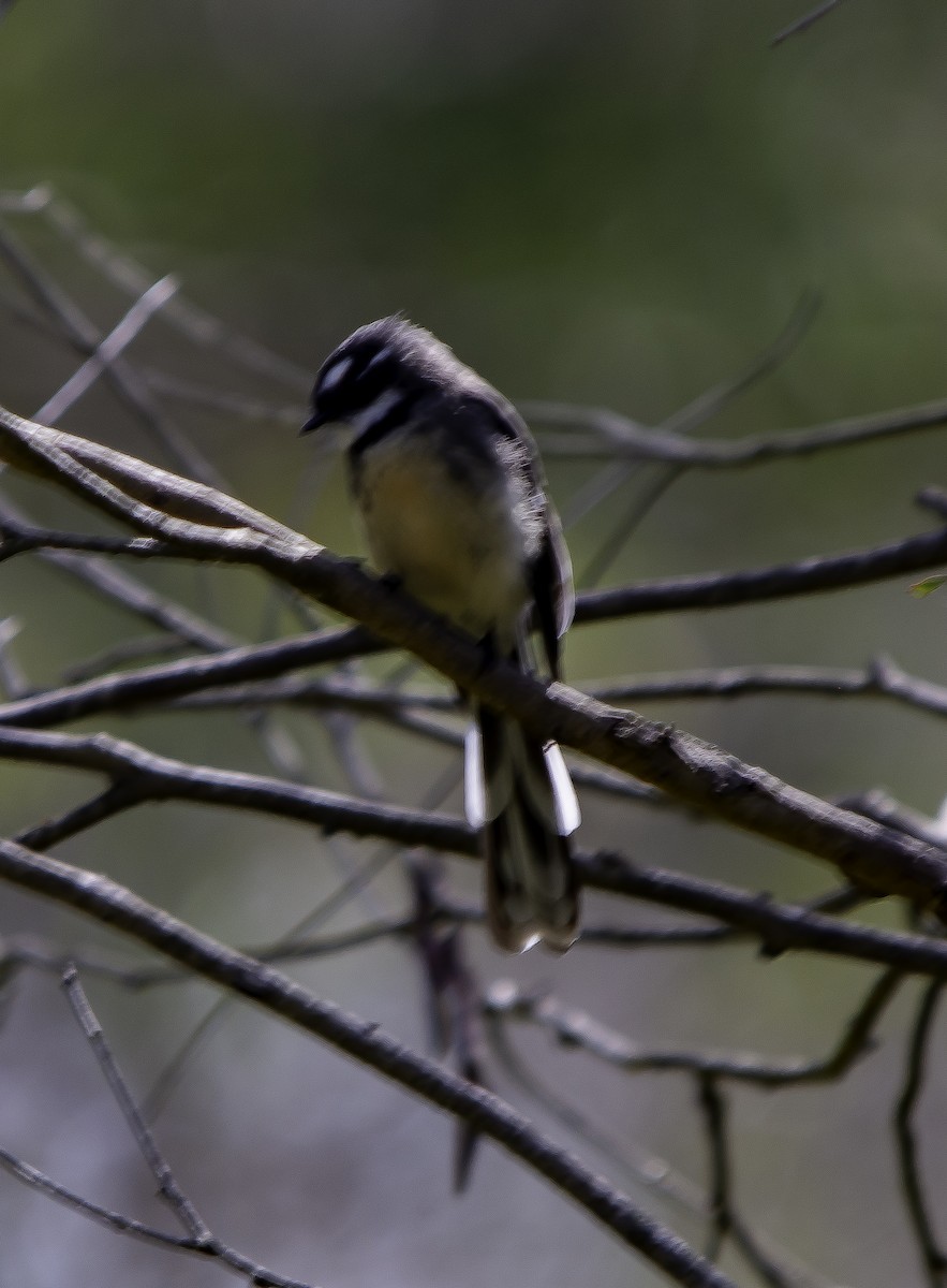 Gray Fantail - ML617063592