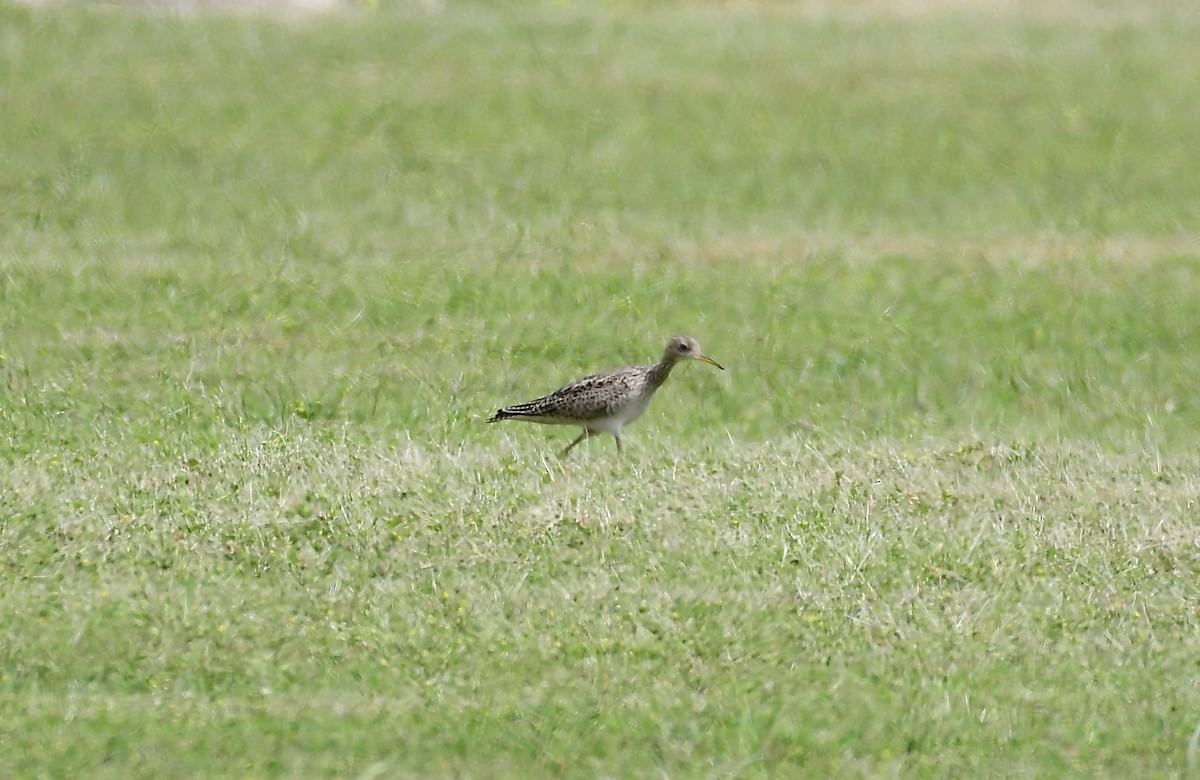 Upland Sandpiper - ML617063595