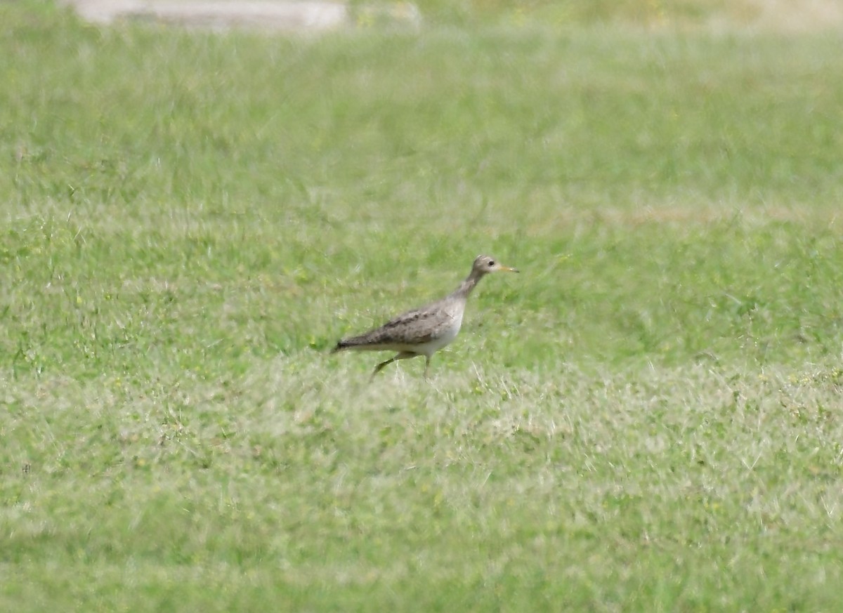 Upland Sandpiper - ML617063596