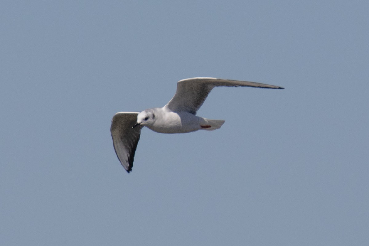 Bonaparte's Gull - Christine Mason