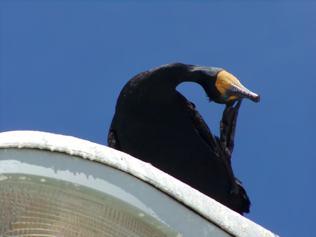 Double-crested Cormorant - ML617063670