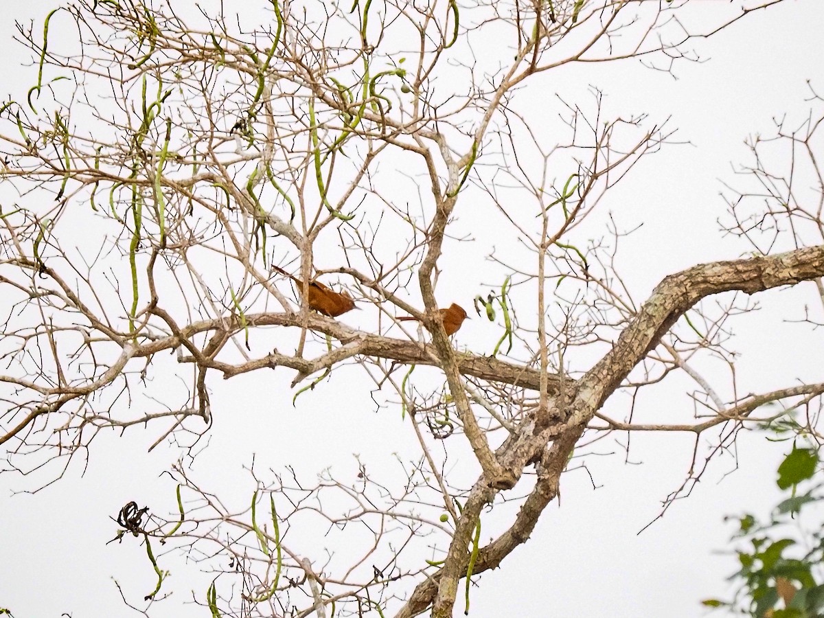 Rufous Cacholote - Anonymous