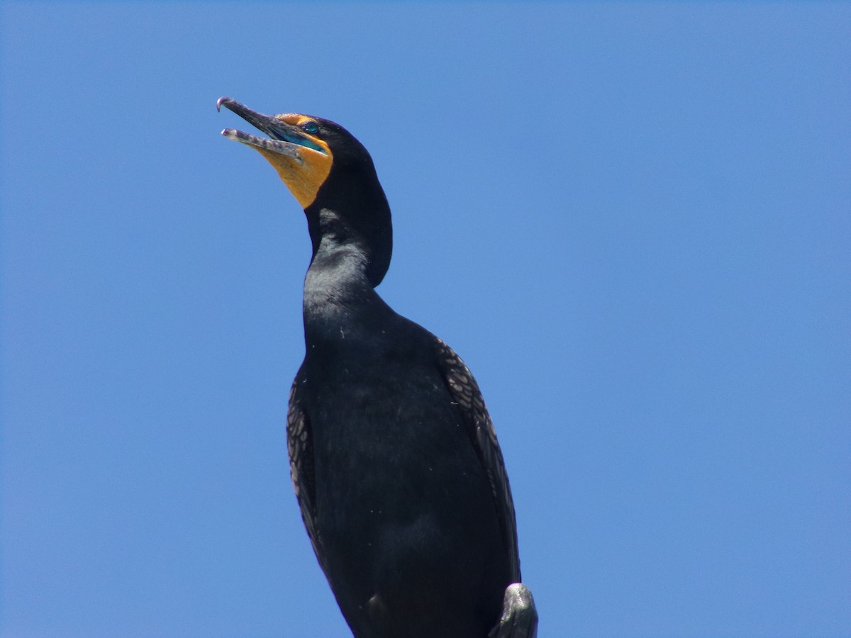 Double-crested Cormorant - Connor Daugherty