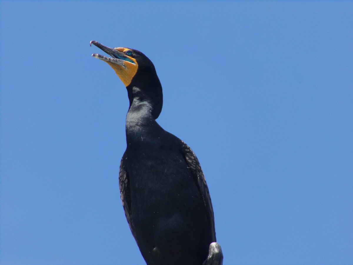 Double-crested Cormorant - ML617063684