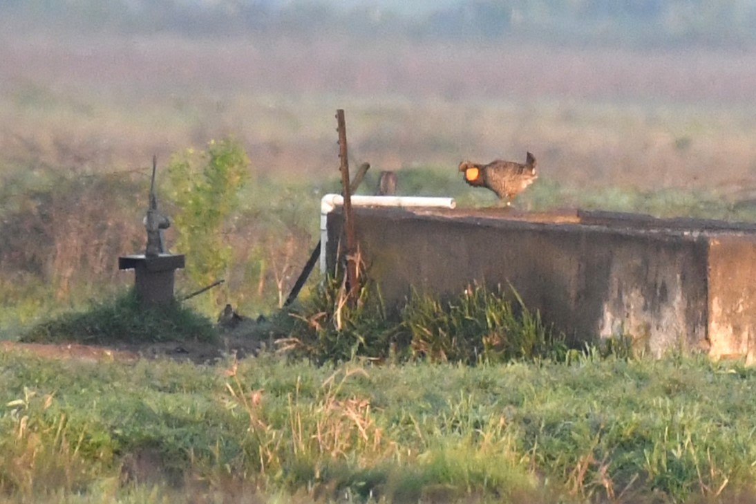 Greater Prairie-Chicken - Bill Eisele