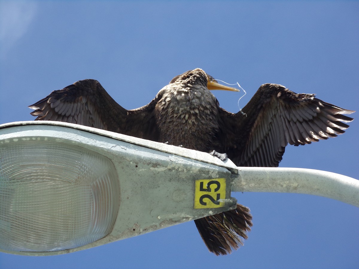 Double-crested Cormorant - ML617063709