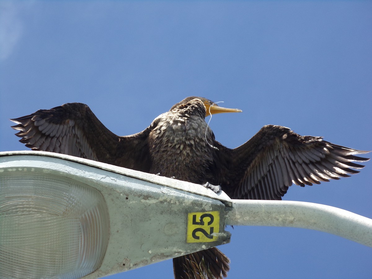Double-crested Cormorant - Connor Daugherty